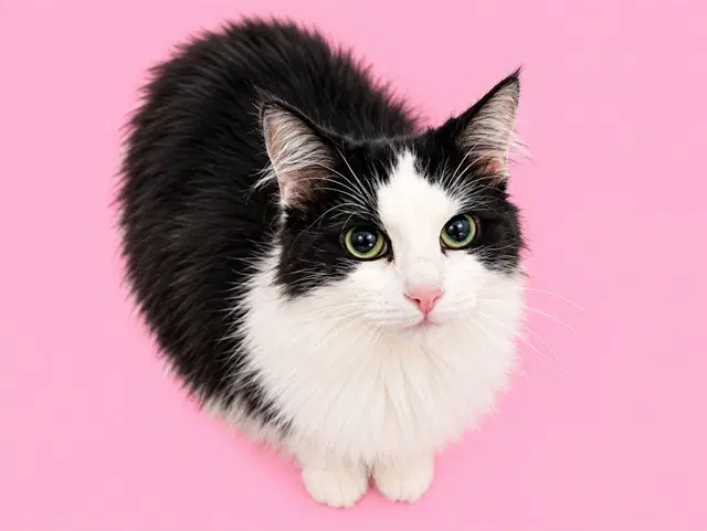Maleficient - Domestic Long Hair