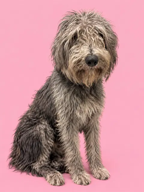 Chichi - Poodle (Standard)