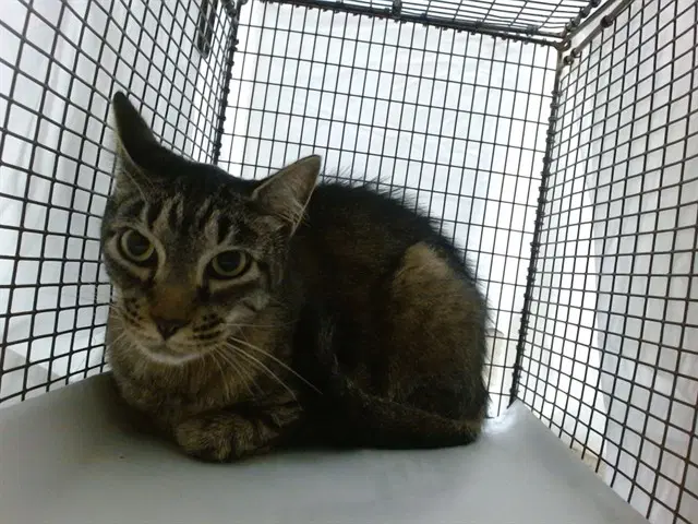 Sefer - Domestic Short Hair