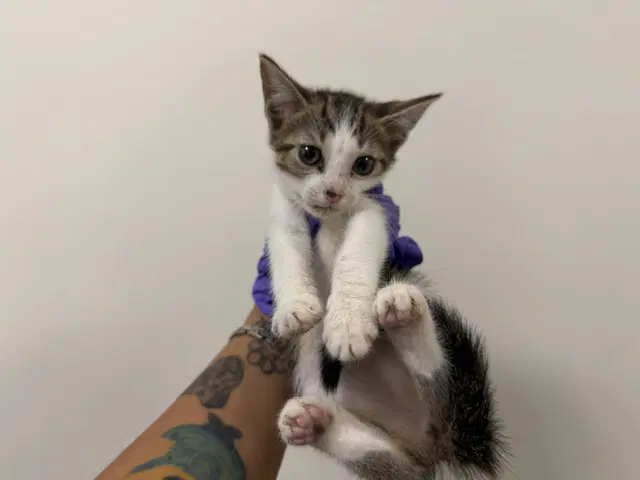 Kiwi - Domestic Short Hair