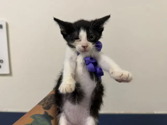 Biscuit - Domestic Short Hair
