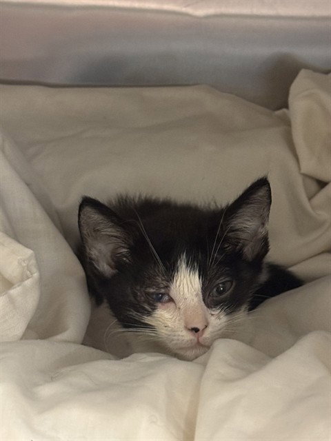 BISCUIT, a cat for adoption from Miami Dade Animal Services