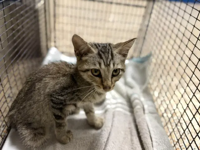 Impy - Domestic Short Hair