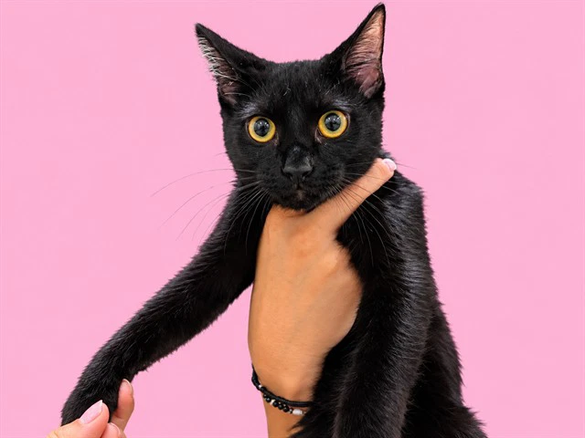 Coco