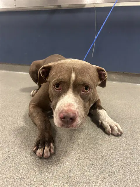 Dante - American Bulldog