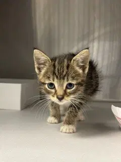 Sky - Domestic Short Hair