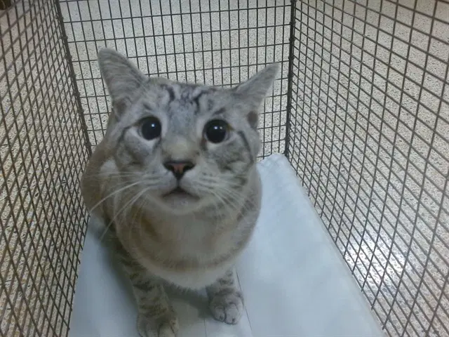 Chamo Marlin - Siamese