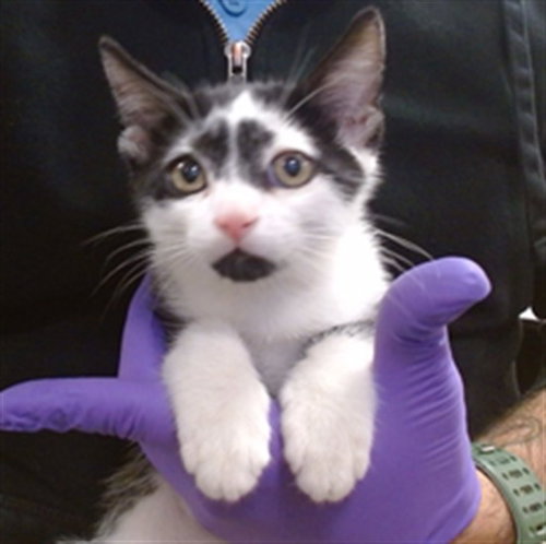 picture of the cat needing adoption