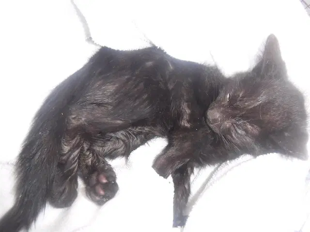 Midnight - Domestic Short Hair