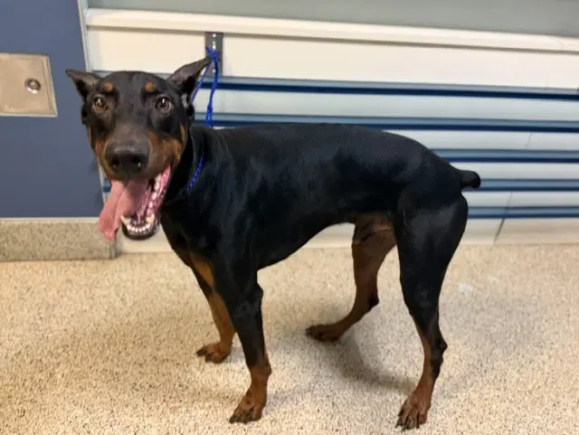 Paco - Doberman Pinscher