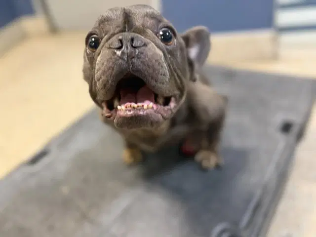 Stitch - French Bulldog