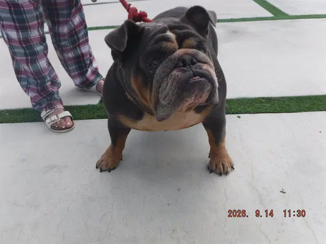 Bella - English Bulldog