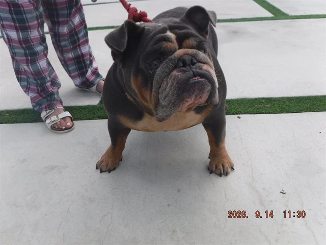Bella