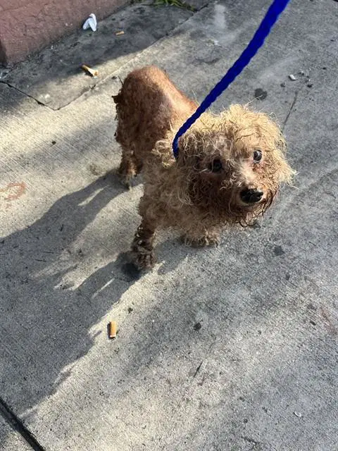 Boomer - Bichon Frise