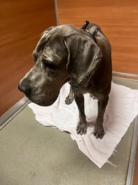 Ted - Great Dane