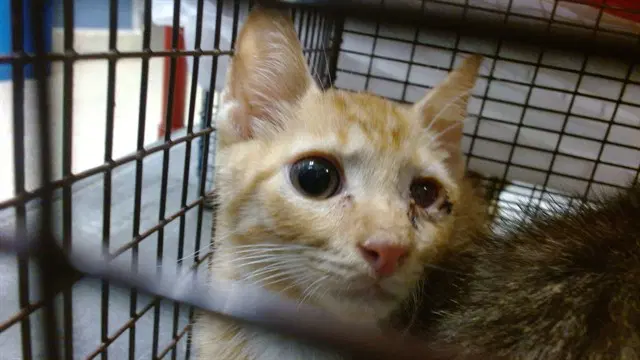 Jack - Domestic Short Hair
