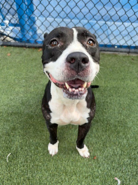 JOY, a dog for adoption from Miami Dade Animal Services