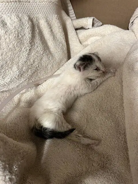Snow Flake - Domestic Short Hair