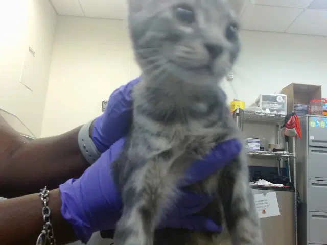 Lou - Domestic Short Hair