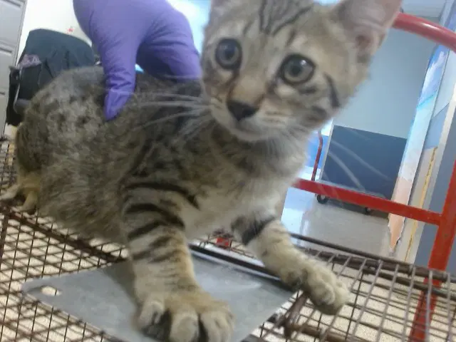 Nile - Domestic Short Hair