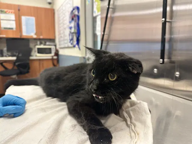Alex - Domestic Short Hair