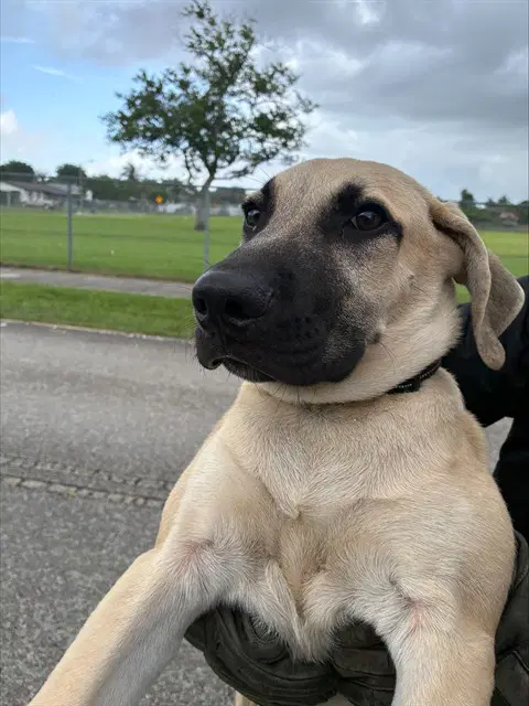 Bravo - Black Mouth Cur