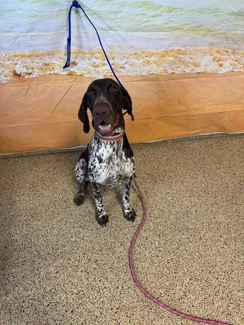 Daisy - German Shorthaired Pointer