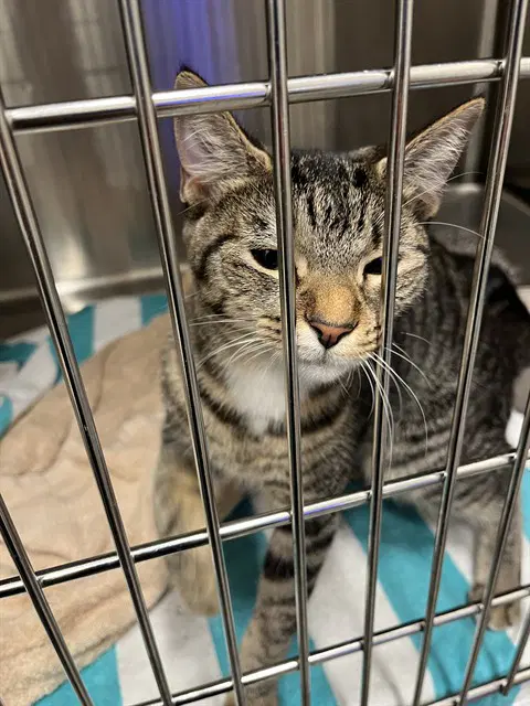 Pepper - Domestic Short Hair