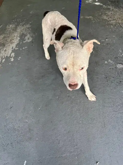 Hydro - American Bulldog