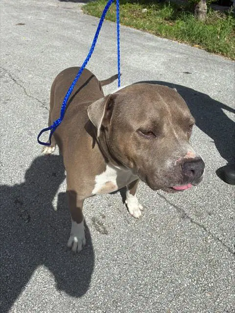 Benny - Pit Bull Terrier