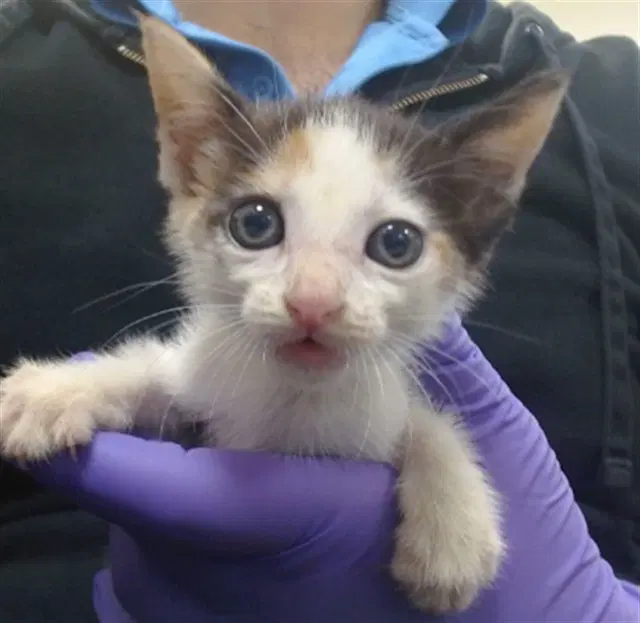 Jade - Domestic Short Hair