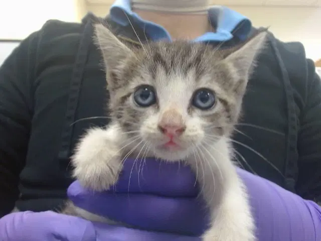 Helios - Domestic Short Hair