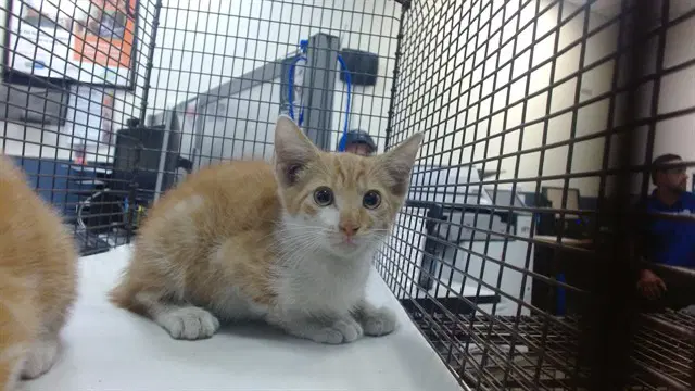 Mickey - Domestic Short Hair