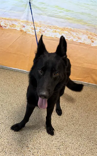Sydney - German Shepherd Dog