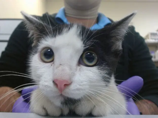 Sylo - Domestic Short Hair