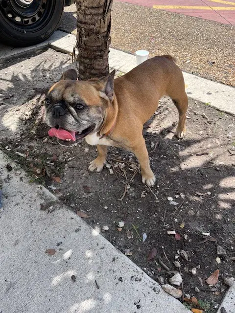 Walmart - French Bulldog