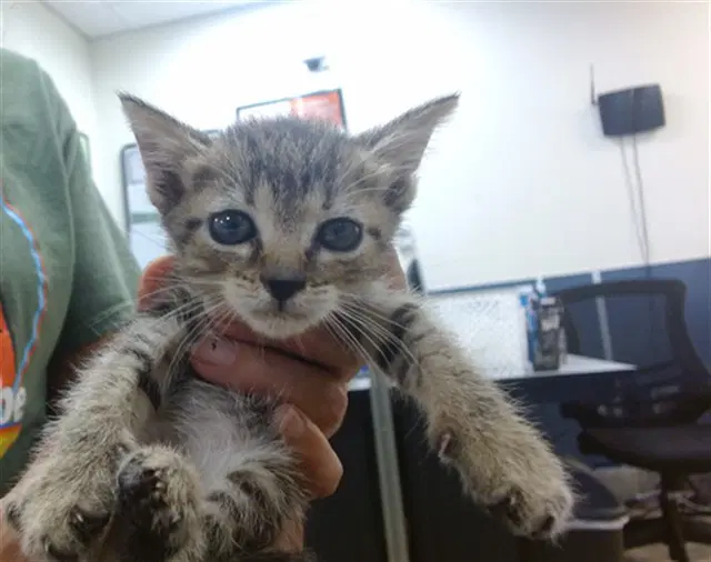 Gigi - Domestic Short Hair