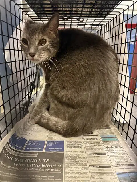 Abby - Domestic Short Hair