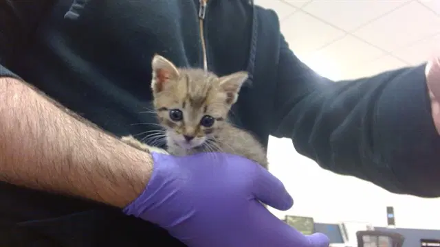 Andi - Domestic Short Hair