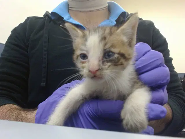 Toy - Domestic Short Hair