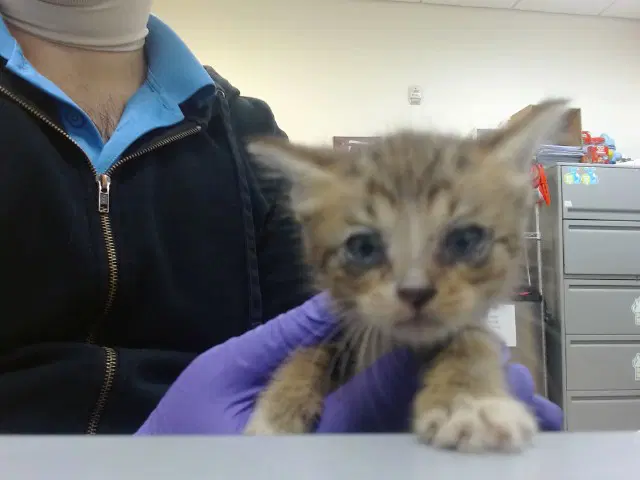 Upi - Domestic Short Hair