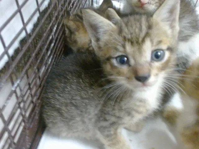 Etta - Domestic Short Hair