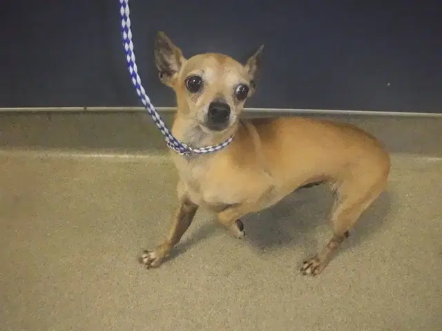 Suzzy - Chihuahua