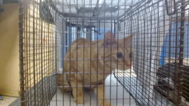 Mango - Domestic Short Hair