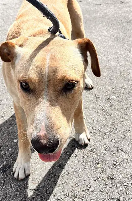 Nance - Labrador Retriever