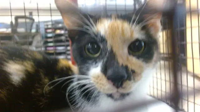 Cali - Domestic Short Hair