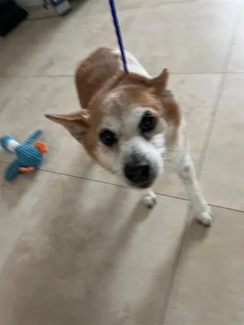Thor - Pembroke Welsh Corgi