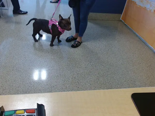 Nala - French Bulldog