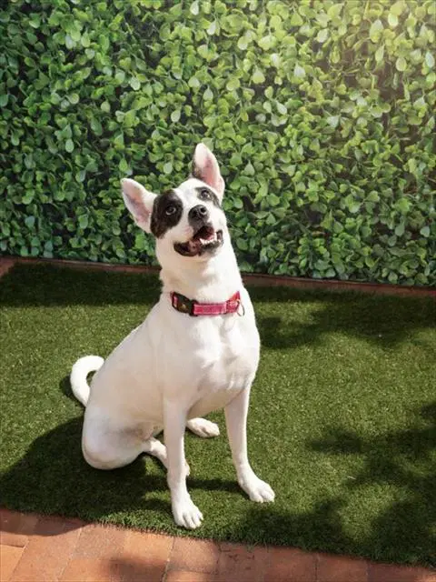 Nova - Rat Terrier