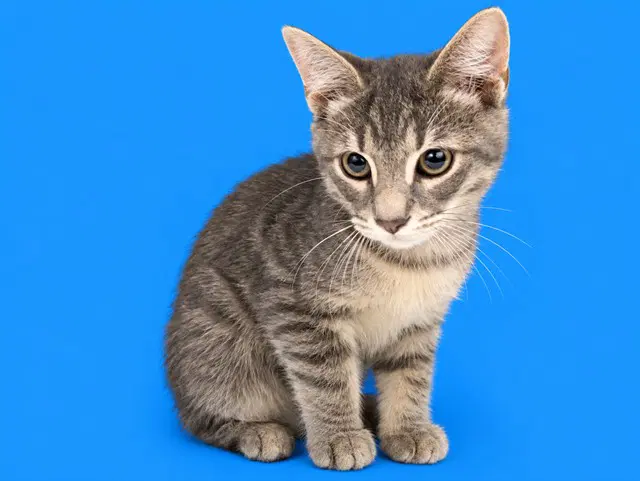 Goofy - Domestic Short Hair